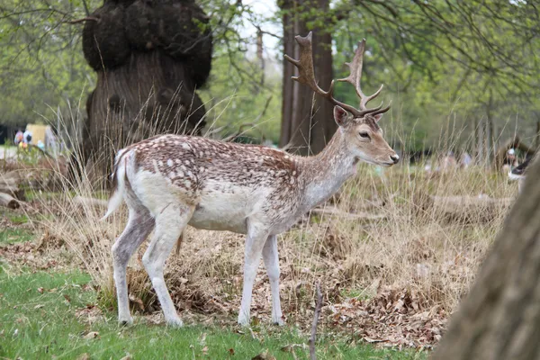 Fallow deer — Stock Photo, Image