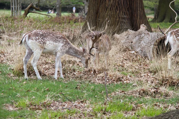 Cervos rasos em um parque Fotos De Bancos De Imagens Sem Royalties