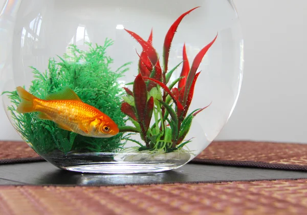 Goldfish — Stock Photo, Image