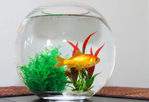 Goldfish — Stock Photo, Image