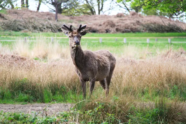 Red Deer — Stock Photo, Image