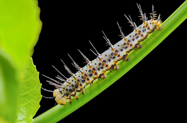 Caterpillar to Butterfly — Stock Photo, Image