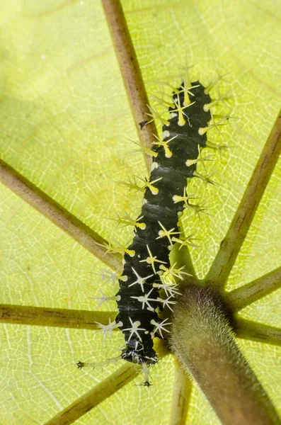 Colubura Dirce — Stockfoto