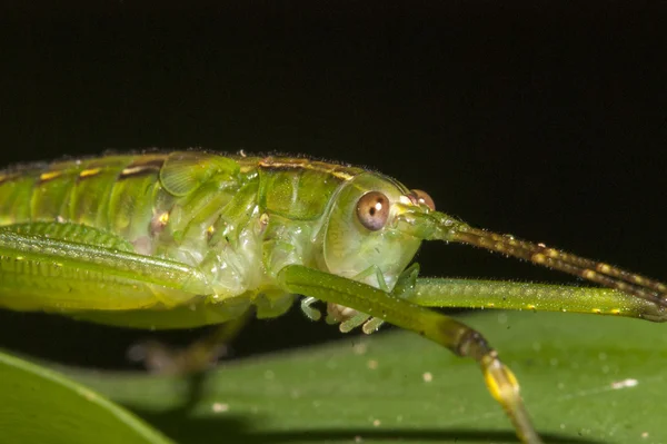 The Grasshopper — Stock Photo, Image