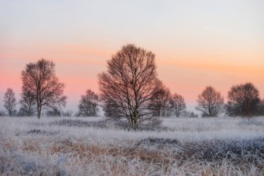 Fotoğraf, Alman-Belçika sınırındaki Muetzenicher Venn-Brackvenn (bataklık) 'ı sabah saatlerinde gösteriyor..