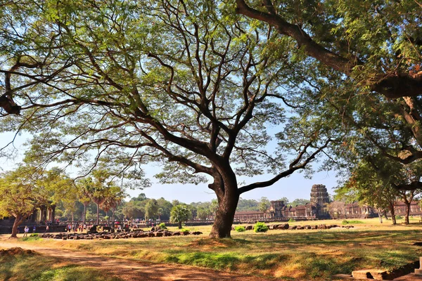 Angkor Cambodie Arbres Tropicaux Automne — Photo