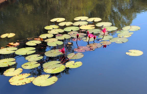 Flores Vermelhas Lótus Flor Lótus — Fotografia de Stock