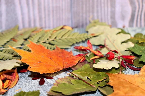 Droge Herfstbladeren Houten Achtergrond Herbarium — Stockfoto