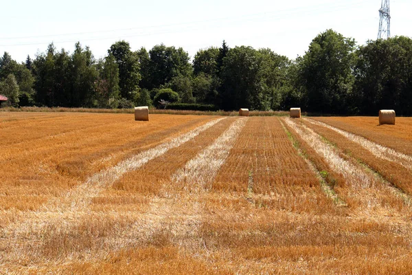 Tractor collects hay and takes it to the farm