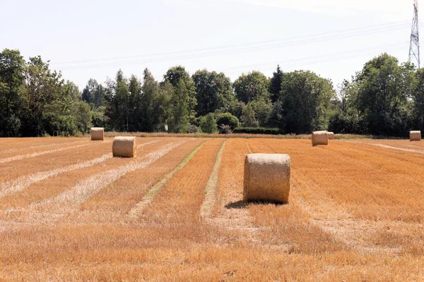 Tractor collects hay and takes it to the farm