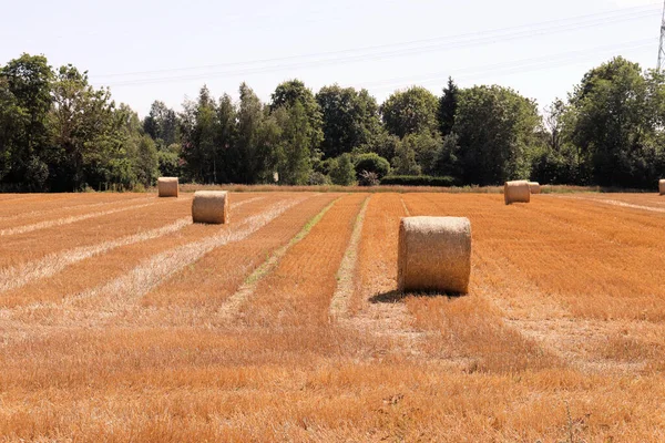 Tractor collects hay and takes it to the farm