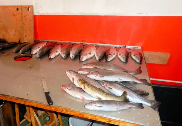 Cięcie Czyszczenie Złowionych Ryb Zlewie — Zdjęcie stockowe