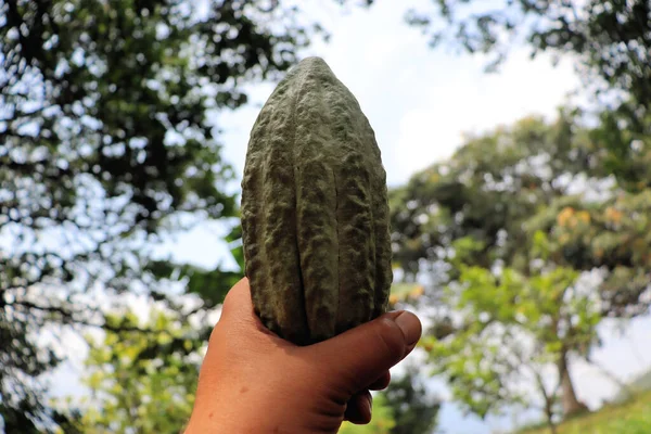 Fruta Del Cacao Planta Flora Tropical —  Fotos de Stock