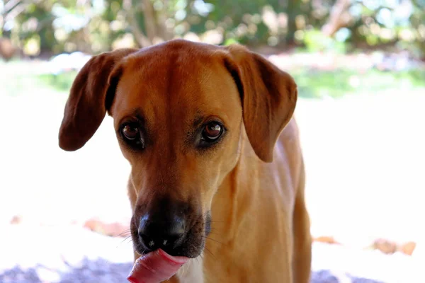 Roter Hund Geht Park Spazieren — Stockfoto