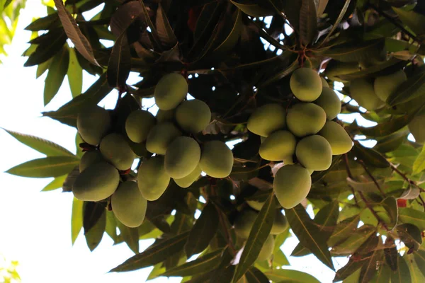 Many Mangoes Tree Fruit Ripening — Stock Photo, Image
