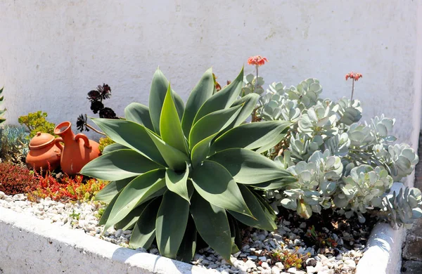 Flower Bed Projekt Kwiaty Soczyste — Zdjęcie stockowe