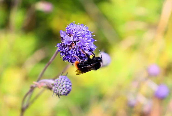 Bumblebee Farfalla Raccolgono Nettare Sul Fiore Blu — Foto Stock