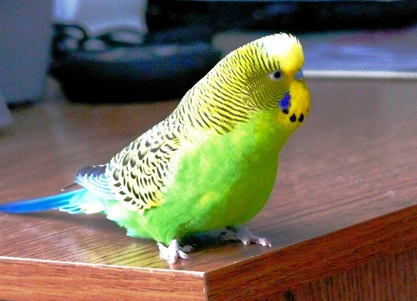 Vågigt Grön Papegoja Bor Hemma Stockbild