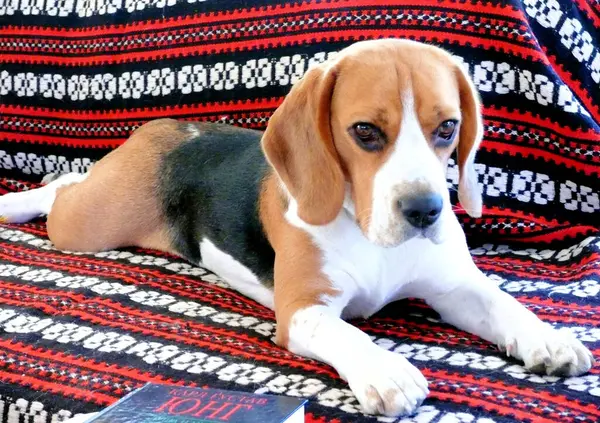 Beagle Haushund Verwendet Möbel Für Spiele Und Erholung — Stockfoto