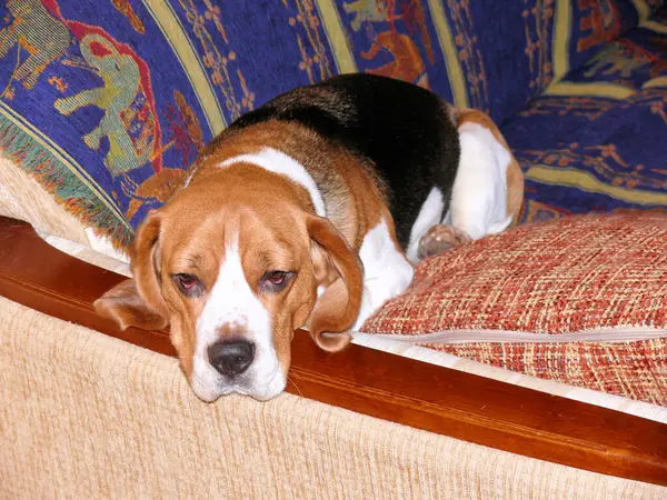 Beagle Haushund Verwendet Möbel Für Spiele Und Erholung — Stockfoto