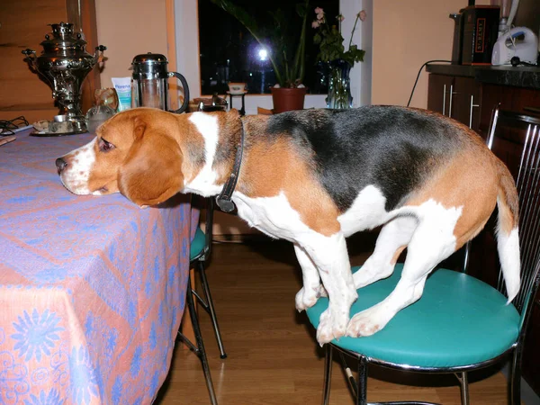 Beagle Binnenlandse Hond Wachten Zijn Diner — Stockfoto