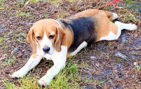 Beagle Haushund Geht Park Spazieren — Stockfoto