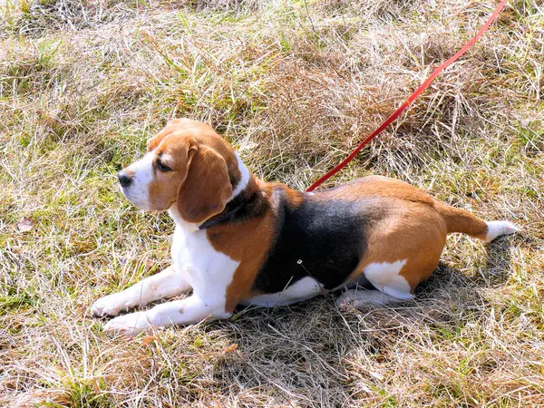 Beagle Haushund Geht Park Spazieren — Stockfoto