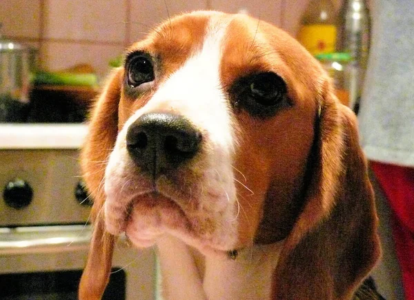Beagle Perro Doméstico Esperando Cena — Foto de Stock