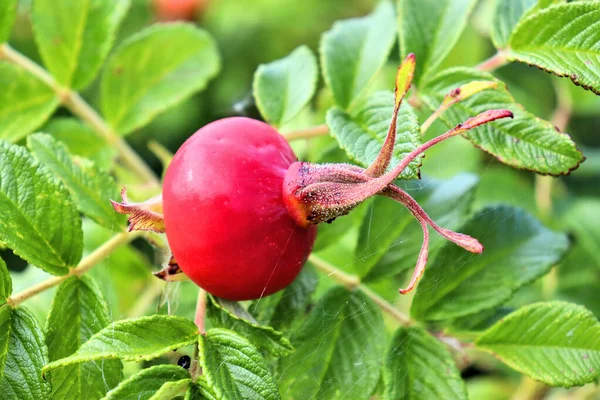 Rose Hip Bushes Berries Pink Flowers — Stock Photo, Image