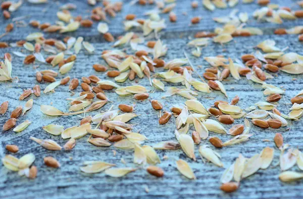 Orejas Con Semillas Trigo Centeno Cosecha Granos — Foto de Stock