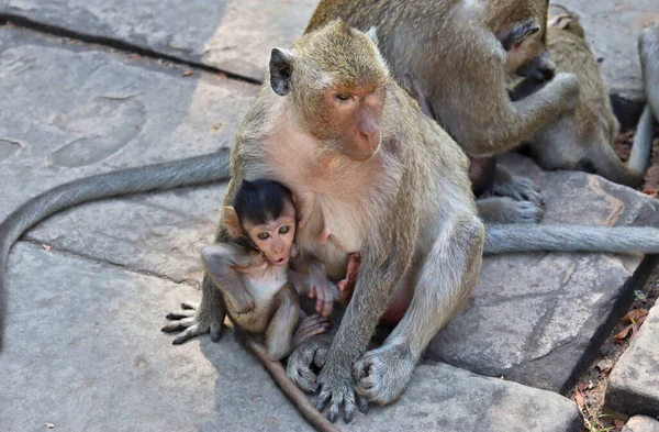 Eine Affenschar Mit Jungen Angkor Kambodscha — Stockfoto