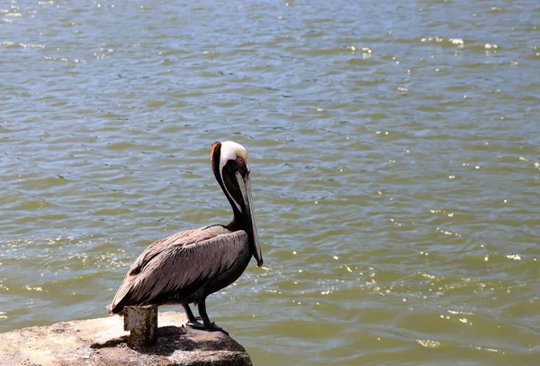 Big Beautiful Pelican Sits Pier — Stock Photo, Image