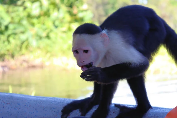 Macacos Selvagens Capuchinhos Pedem Comida Aos Turistas — Fotografia de Stock