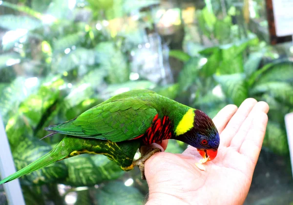 Разноцветные Попугаи Птичьем Парке Взять Еду Рук — стоковое фото