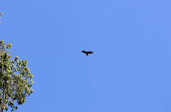 Der Adler Fliegt Den Blauen Himmel — Stockfoto