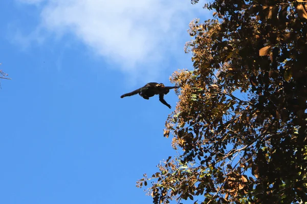 Een Kudde Wilde Apen Springt Van Ene Boom Naar Andere — Stockfoto