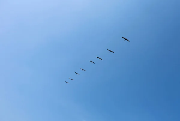Ένα Σμήνος Πουλιών Πετάει Στον Γαλάζιο Ουρανό — Φωτογραφία Αρχείου