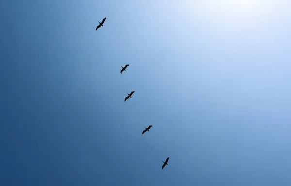 Ένα Σμήνος Πουλιών Πετάει Στον Γαλάζιο Ουρανό — Φωτογραφία Αρχείου