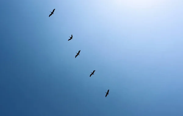 Зграя Птахів Летить Блакитному Небі — стокове фото