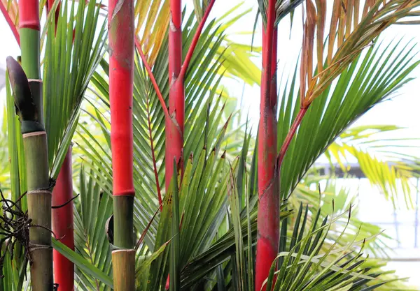 Plantas Tropicais Coloridas Bagas — Fotografia de Stock