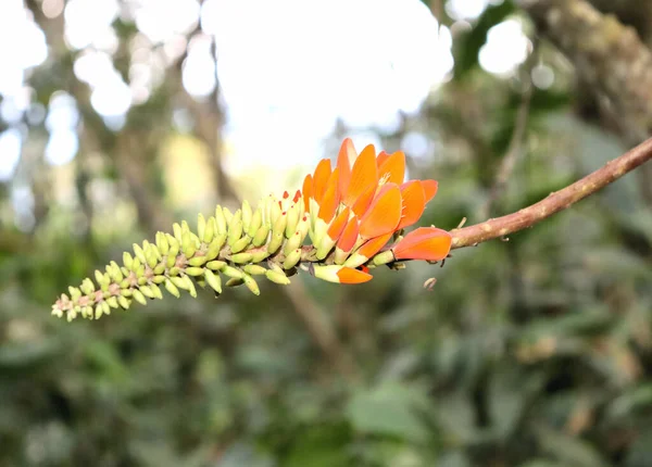 Цветы Фрукты Ветвях Тропических Деревьев Растений — стоковое фото