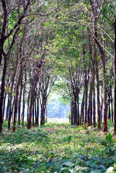 Bosque de eucalipto —  Fotos de Stock