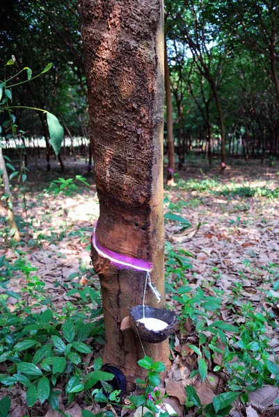 Tapping Rubber — Stock Photo, Image