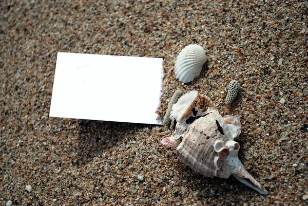 Kum üzerinde çeşitli kabukları ile boş namecard — Stok fotoğraf