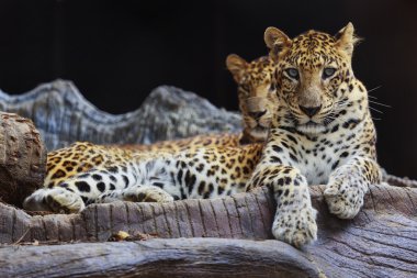 Kameraya bakarak kayanın üzerine oturmuş iki jaguar