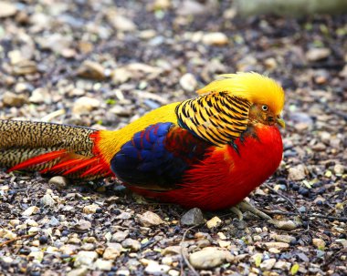 Altın Sülün (Chrysolophus pictus)
