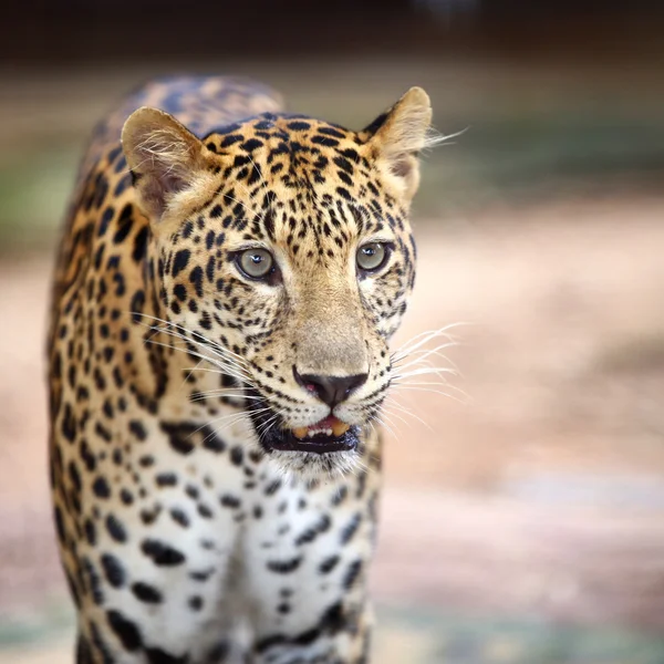 Leopard porträtt — Stockfoto