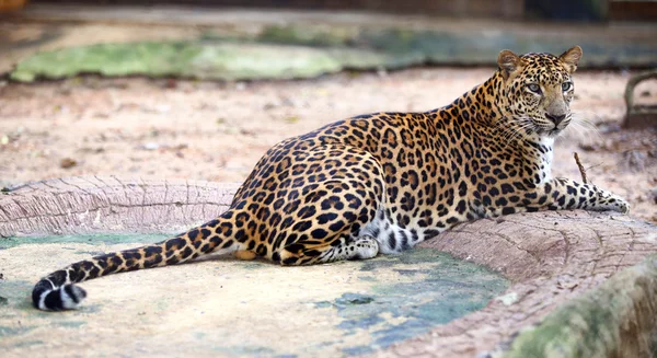 Jaguar sentado na rocha — Fotografia de Stock