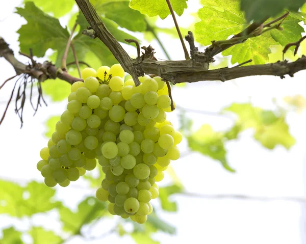 Groene druiven op wijnstokken — Stockfoto