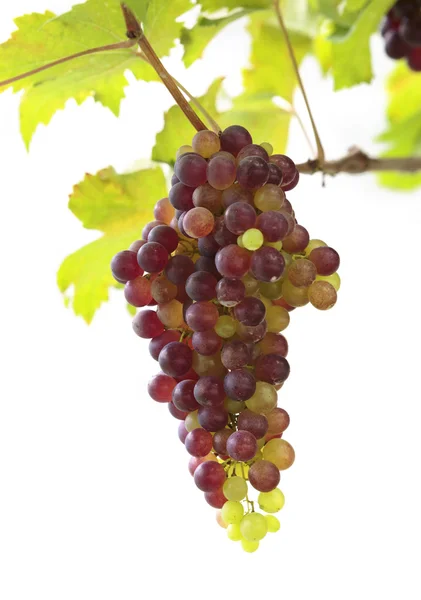 Fialové červené hrozny se zelenými listy na vinné révě. čerstvé ovoce — Stock fotografie
